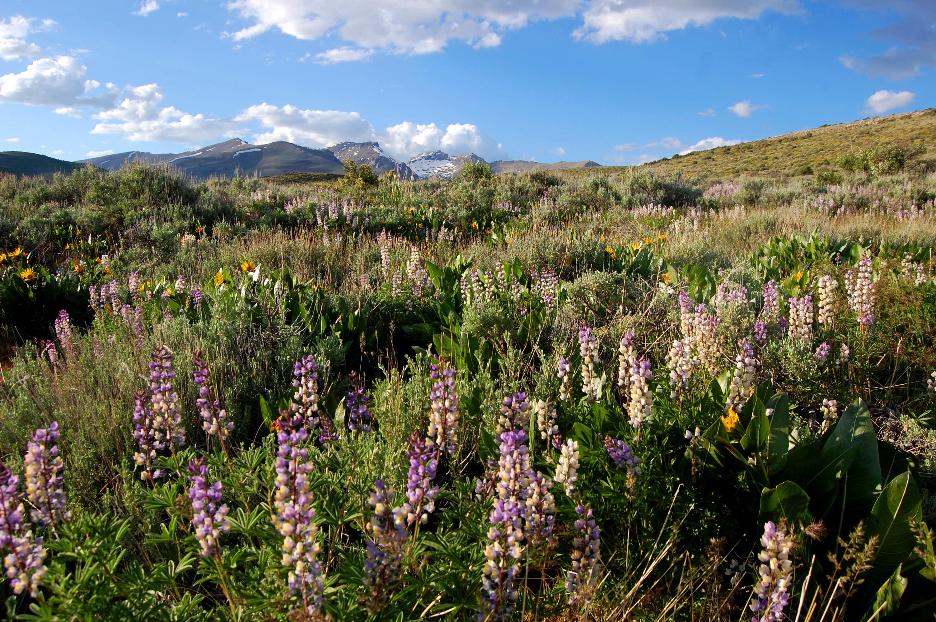 Horse_Creek_2.JPG
